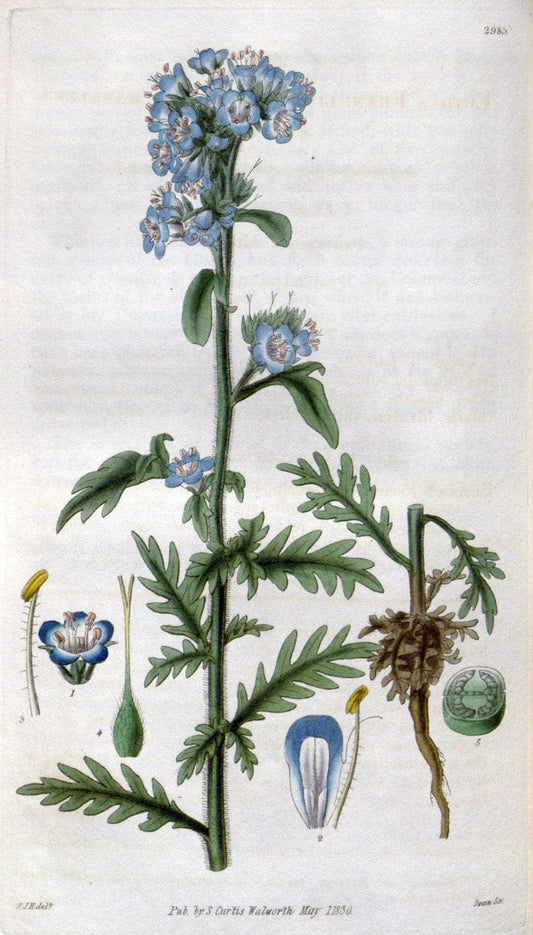 Curtis's botanical magazine. London ;New York [etc.] :Academic Press [etc.]. | Botany Periodicals "Pictorial works"  | Vintage Print Reproduction 455095