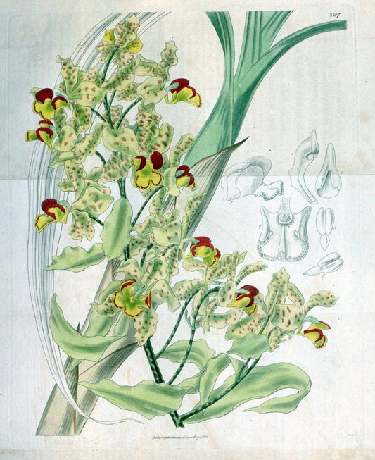 Curtis's botanical magazine. London ;New York [etc.] :Academic Press [etc.]. | Botany Periodicals "Pictorial works"  | Vintage Print Reproduction 455096
