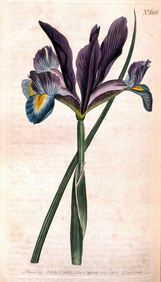 Curtis's botanical magazine. London ;New York [etc.] :Academic Press [etc.]. | Botany Periodicals "Pictorial works"  | Vintage Print Reproduction 455098