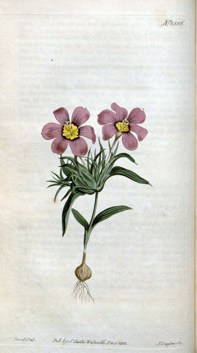 Curtis's botanical magazine. London ; New York [etc.] :Academic Press [etc.]. | "Botanical illustration" Botany Periodicals "Pictorial works" "Plants, Ornamental"  | Vintage Print Reproduction 455099
