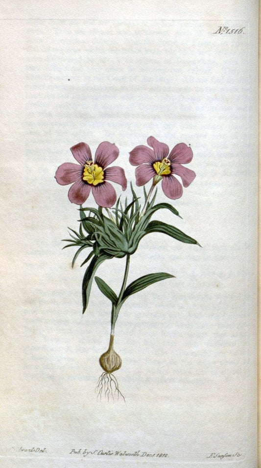 Curtis's botanical magazine. London ; New York [etc.] :Academic Press [etc.]. | "Botanical illustration" Botany Periodicals "Pictorial works" "Plants, Ornamental"  | Vintage Print Reproduction 455099