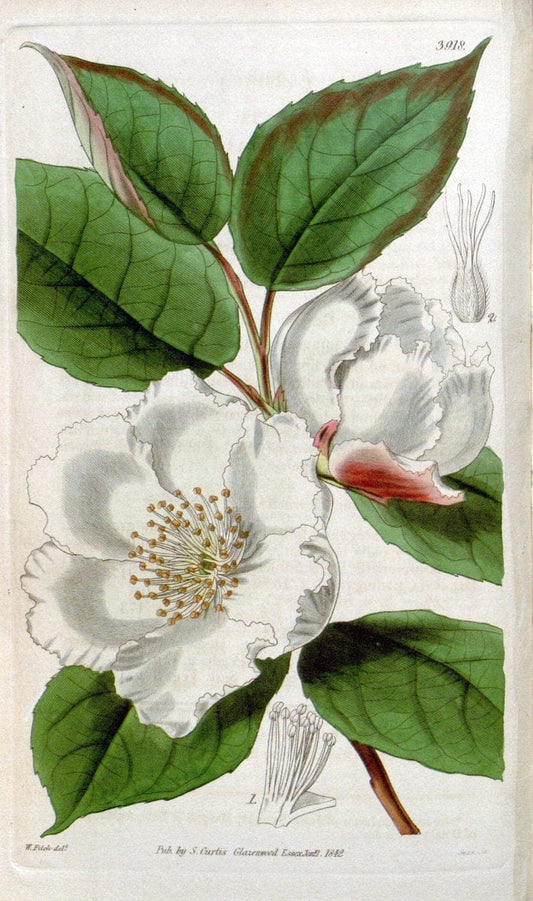 Curtis's botanical magazine. London ; New York [etc.] :Academic Press [etc.]. | "Botanical illustration" Botany Periodicals "Pictorial works" "Plants, Ornamental"  | Vintage Print Reproduction 455100