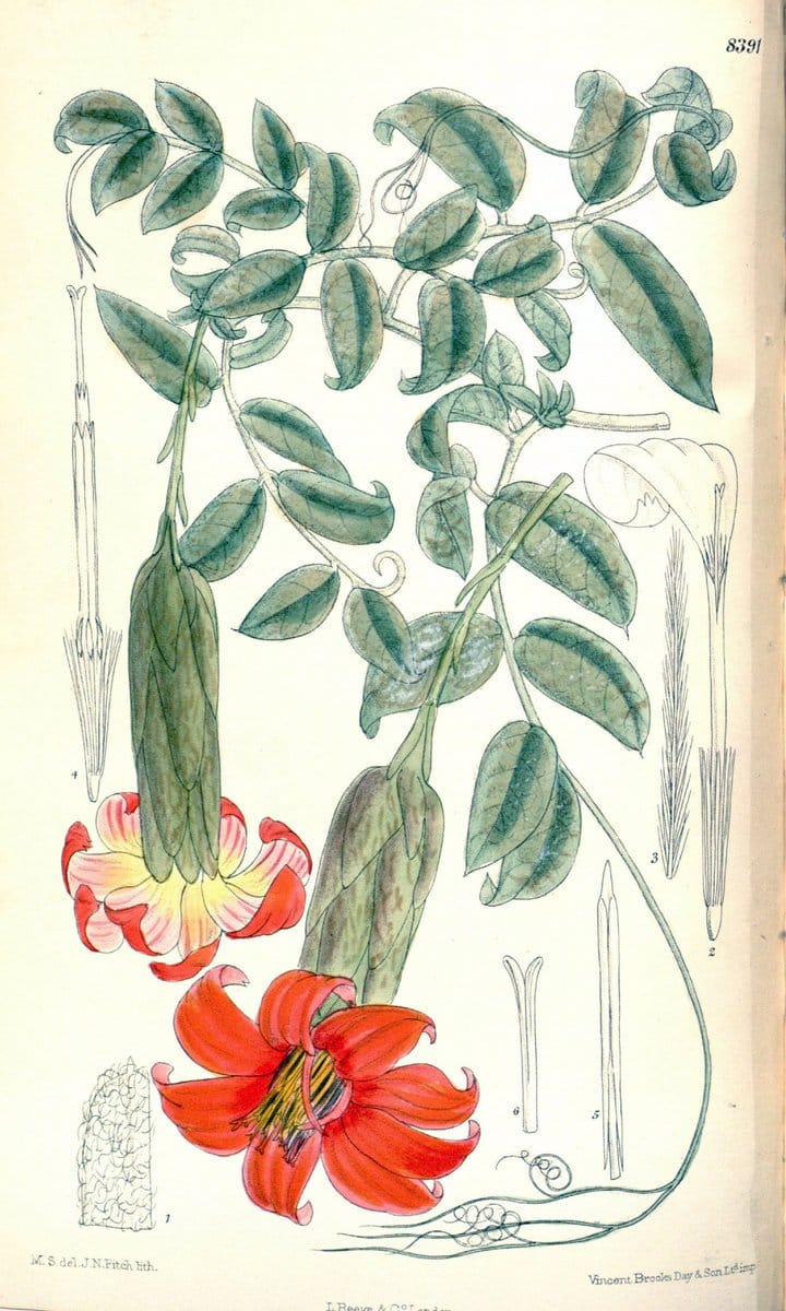 Curtis's botanical magazine. London ; New York [etc.] :Academic Press [etc.]. | "Botanical illustration" Botany Periodicals "Pictorial works" "Plants, Ornamental"  | Vintage Print Reproduction 455101