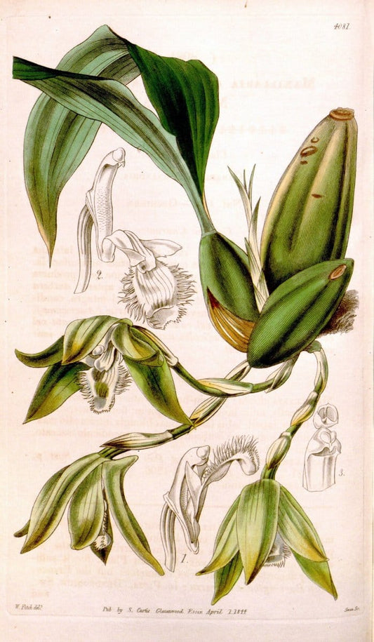 Curtis's botanical magazine. London ; New York [etc.] :Academic Press [etc.]. | "Botanical illustration" Botany Periodicals "Pictorial works" "Plants, Ornamental"  | Vintage Print Reproduction 455102