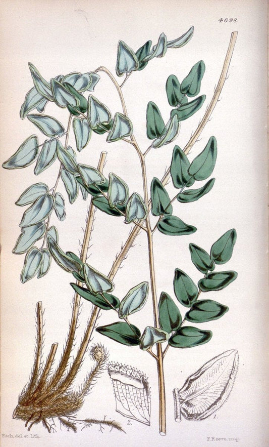 Curtis's botanical magazine. London ; New York [etc.] :Academic Press [etc.]. | "Botanical illustration" Botany Periodicals "Pictorial works" "Plants, Ornamental"  | Vintage Print Reproduction 455103