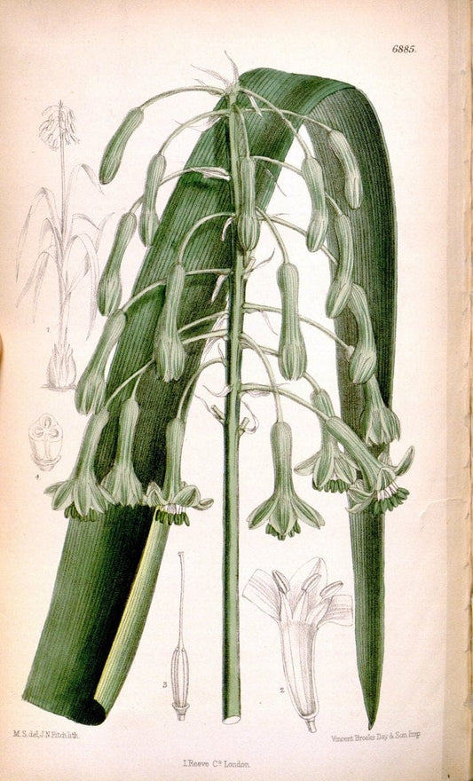 Curtis's botanical magazine. London ; New York [etc.] :Academic Press [etc.]. | "Botanical illustration" Botany Periodicals "Pictorial works" "Plants, Ornamental"  | Vintage Print Reproduction 455104