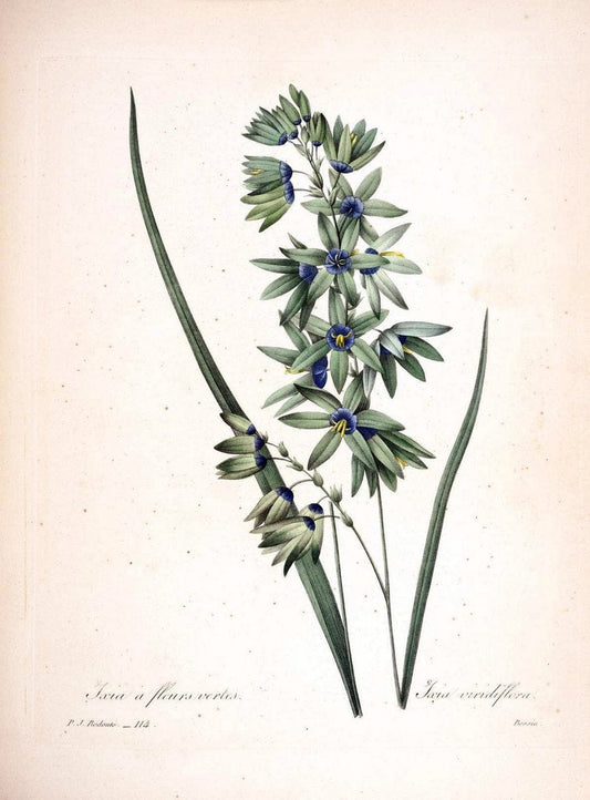 Choix des plus belles fleurs :.Paris:Ernest Panckoucke,[1833].. |  | Vintage Print Reproduction 455105
