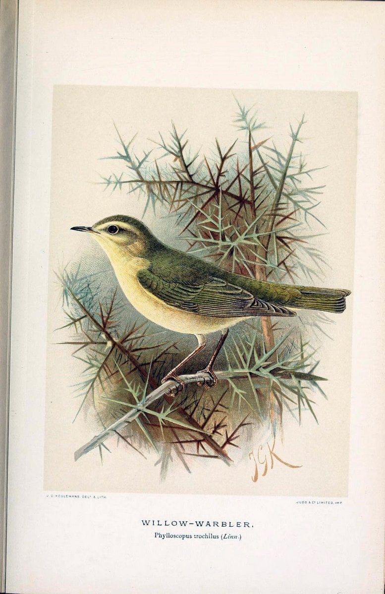 Coloured figures of the birds of the British Islands / issued by Lord Lilford. London :R | 59.82(42) Birds "Great Britain" "Pictorial works"  | Vintage Print Reproduction 455106