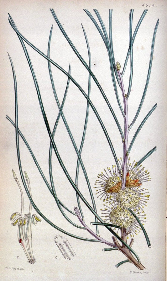 Curtis's botanical magazine. London ; New York [etc.] :Academic Press [etc.]. | "Botanical illustration" Botany Periodicals "Pictorial works" "Plants, Ornamental"  | Vintage Print Reproduction 455107