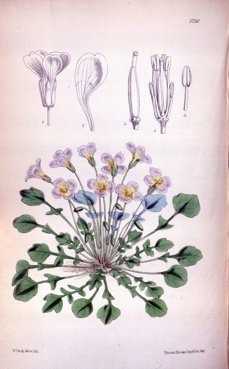 Curtis's botanical magazine. London ; New York [etc.] :Academic Press [etc.]. | "Botanical illustration" Botany Periodicals "Pictorial works" "Plants, Ornamental"  | Vintage Print Reproduction 455108