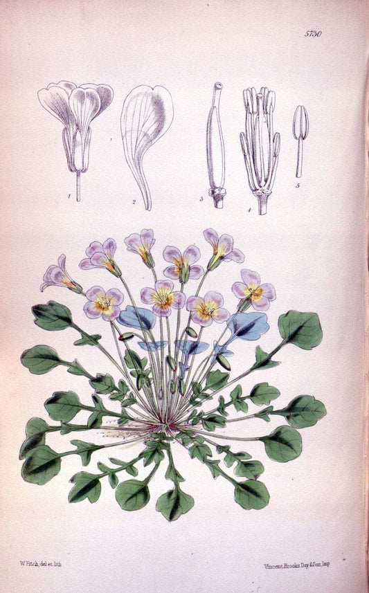 Curtis's botanical magazine. London ; New York [etc.] :Academic Press [etc.]. | "Botanical illustration" Botany Periodicals "Pictorial works" "Plants, Ornamental"  | Vintage Print Reproduction 455108
