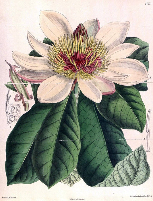 Curtis's botanical magazine. London ; New York [etc.] :Academic Press [etc.]. | "Botanical illustration" Botany Periodicals "Pictorial works" "Plants, Ornamental"  | Vintage Print Reproduction 455109
