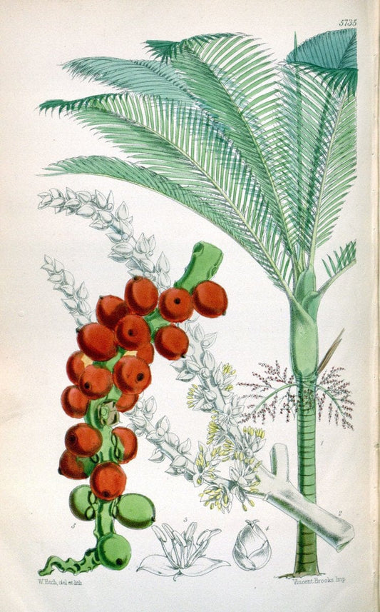 Curtis's botanical magazine. London ; New York [etc.] :Academic Press [etc.]. | "Botanical illustration" Botany Periodicals "Pictorial works" "Plants, Ornamental"  | Vintage Print Reproduction 455110
