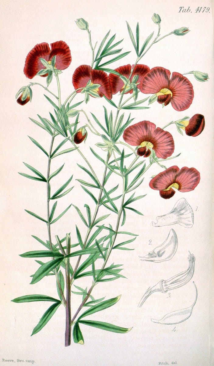 Curtis's botanical magazine. London ; New York [etc.] :Academic Press [etc.]. | "Botanical illustration" Botany Periodicals "Pictorial works" "Plants, Ornamental"  | Vintage Print Reproduction 455111