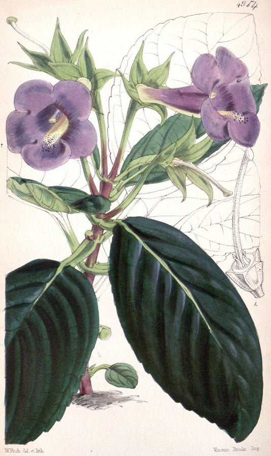 Curtis's botanical magazine. London ;New York [etc.] :Academic Press [etc.]. | Botany Periodicals "Pictorial works"  | Vintage Print Reproduction 455112