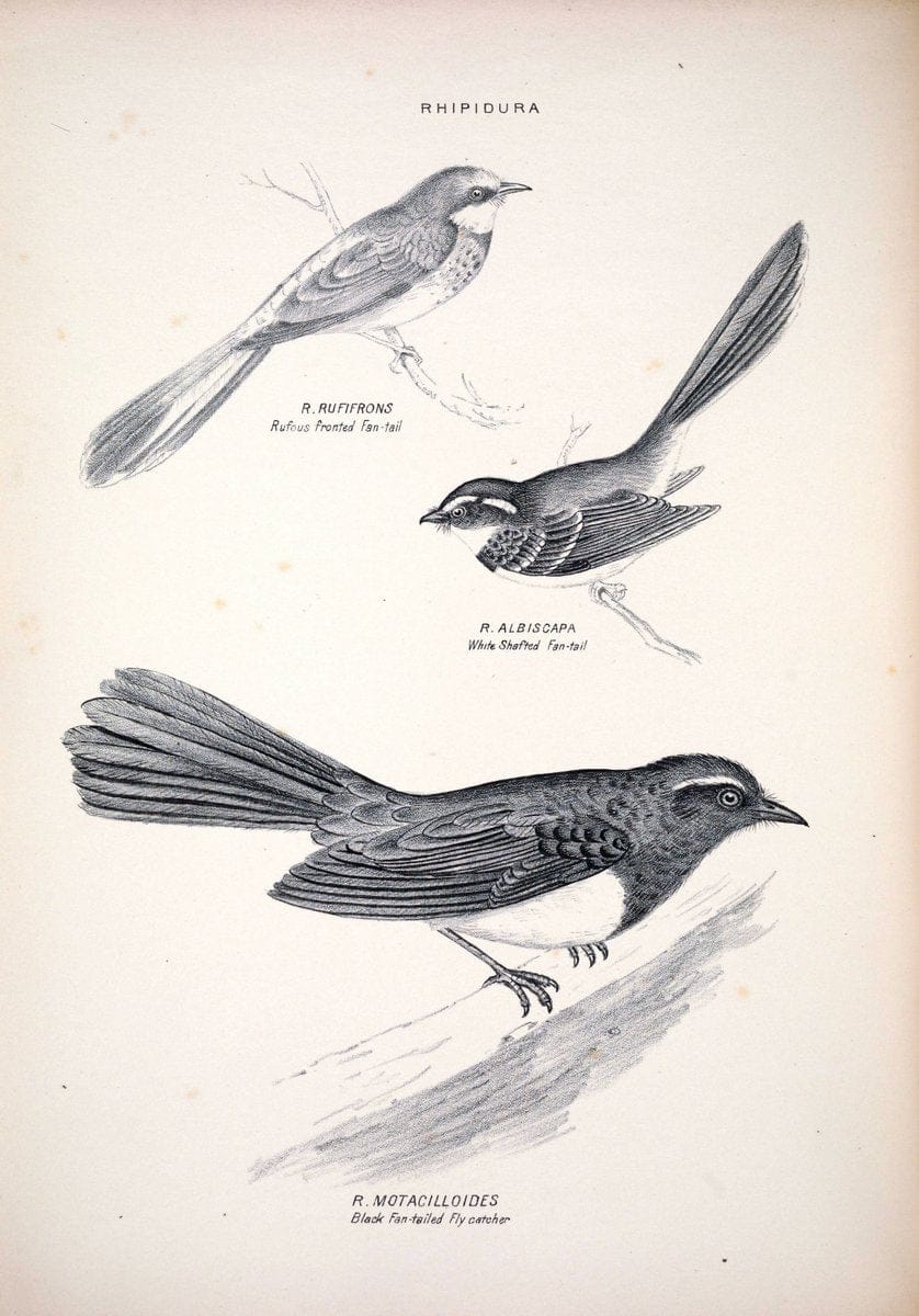 Companion to Gould's Handbook; or, Synopsis of the birds of Australia. Brisbane,Thorne & Greenwell,1877.  | Australia Birds | Vintage Print Reproduction 455113
