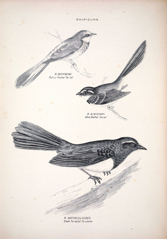 Companion to Gould's Handbook; or, Synopsis of the birds of Australia. Brisbane,Thorne & Greenwell,1877.  | Australia Birds | Vintage Print Reproduction 455113