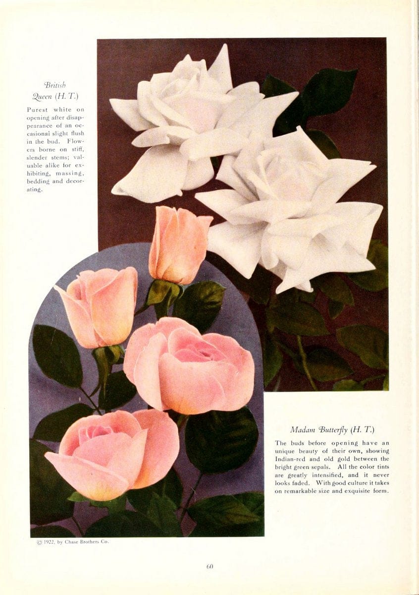 Chase fruit and flowers in natural colorsRochester, N.Y.,Chase brothers company[c1922] | Vintage Print Reproduction 455115