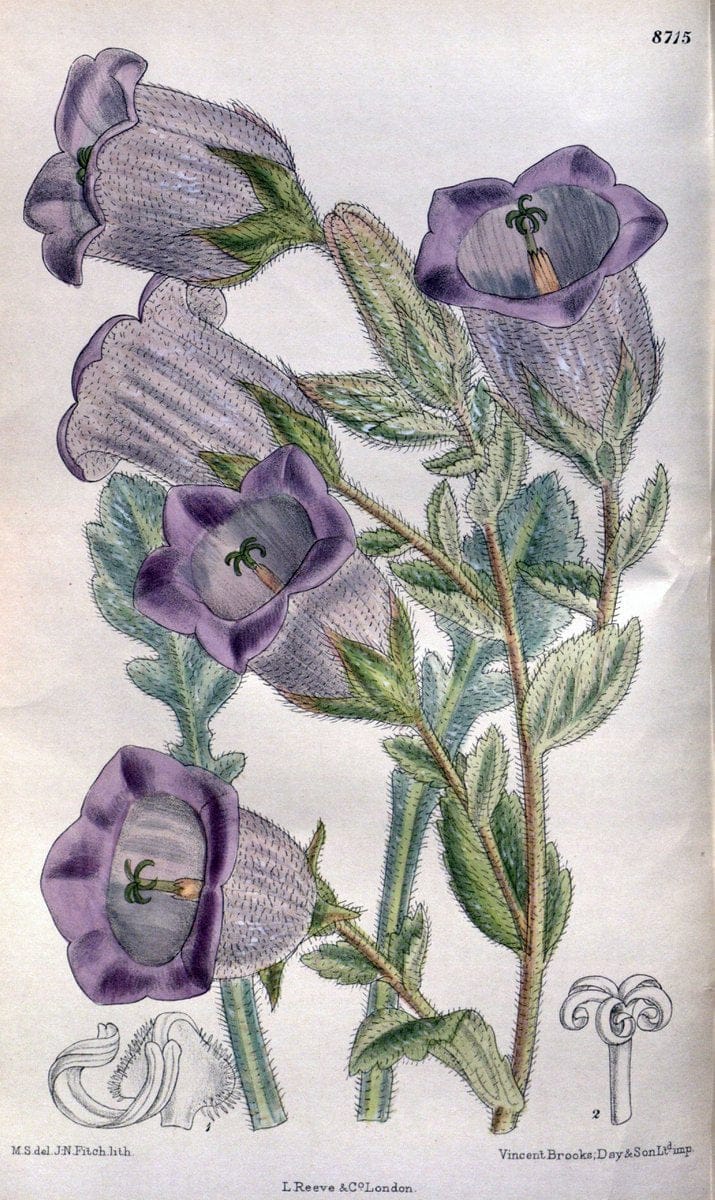 Curtis's botanical magazine. London ; New York [etc.] :Academic Press [etc.]. | "Botanical illustration" Botany Periodicals "Pictorial works" "Plants, Ornamental"  | Vintage Print Reproduction 455116