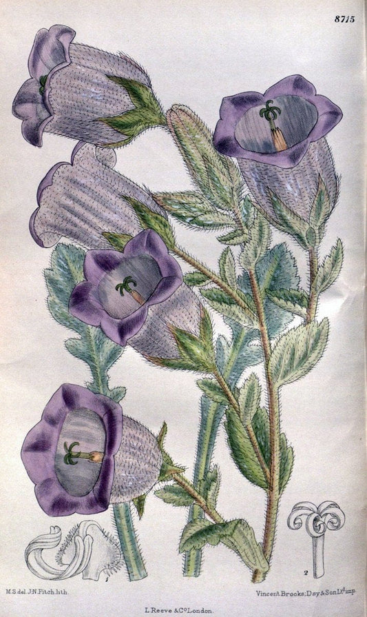 Curtis's botanical magazine. London ; New York [etc.] :Academic Press [etc.]. | "Botanical illustration" Botany Periodicals "Pictorial works" "Plants, Ornamental"  | Vintage Print Reproduction 455116