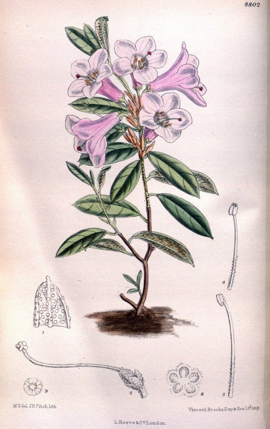 Curtis's botanical magazine. London ; New York [etc.] :Academic Press [etc.]. | "Botanical illustration" Botany Periodicals "Pictorial works" "Plants, Ornamental"  | Vintage Print Reproduction 455117