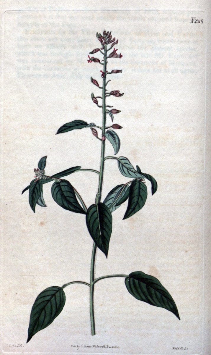 Curtis's botanical magazine. London ; New York [etc.] :Academic Press [etc.]. | "Botanical illustration" Botany Periodicals "Pictorial works" "Plants, Ornamental"  | Vintage Print Reproduction 455118