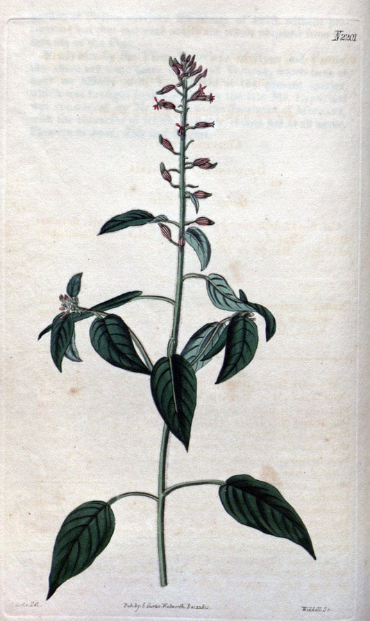Curtis's botanical magazine. London ; New York [etc.] :Academic Press [etc.]. | "Botanical illustration" Botany Periodicals "Pictorial works" "Plants, Ornamental"  | Vintage Print Reproduction 455118