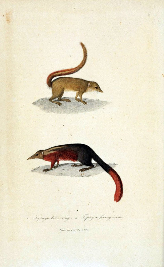 ComplÃ©ments de Buffon. t.1.Paris :P. Pourrat FrÃ¨res,1838. | Anthropology Birds Mammals SIL | Vintage Print Reproduction 455121