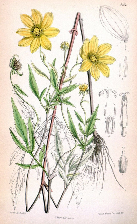 Curtis's botanical magazine. London ; New York [etc.] :Academic Press [etc.]. | "Botanical illustration" Botany Periodicals "Pictorial works" "Plants, Ornamental"  | Vintage Print Reproduction 455123