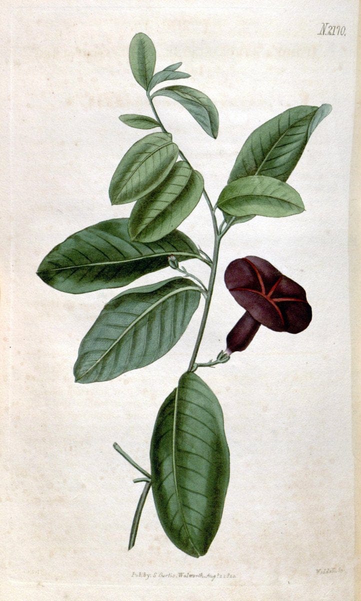 Curtis's botanical magazine. London ; New York [etc.] :Academic Press [etc.]. | "Botanical illustration" Botany Periodicals "Pictorial works" "Plants, Ornamental"  | Vintage Print Reproduction 455124