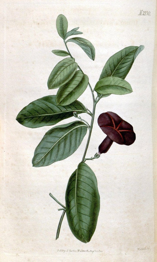Curtis's botanical magazine. London ; New York [etc.] :Academic Press [etc.]. | "Botanical illustration" Botany Periodicals "Pictorial works" "Plants, Ornamental"  | Vintage Print Reproduction 455124