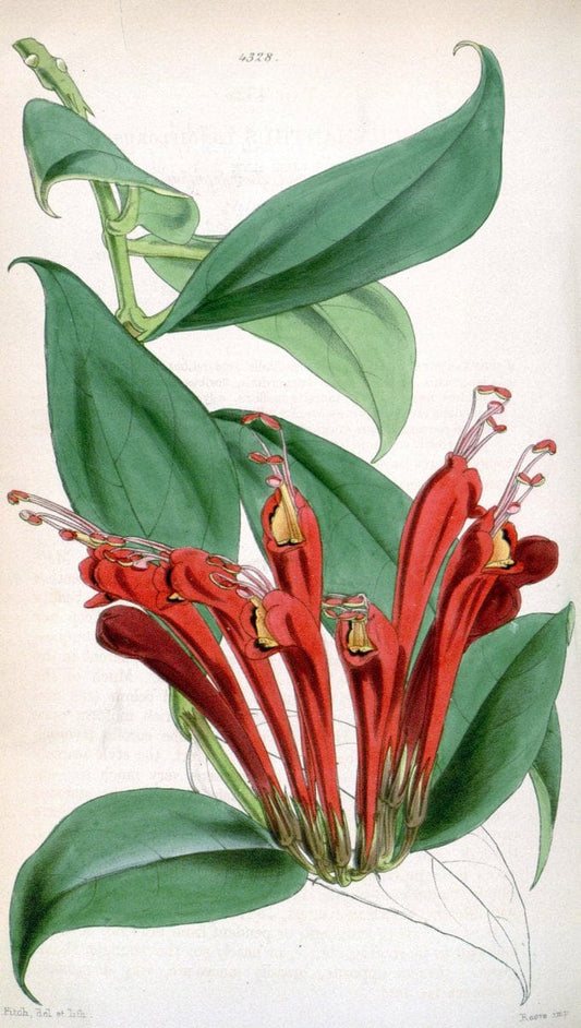 Curtis's botanical magazine. London ; New York [etc.] :Academic Press [etc.]. | "Botanical illustration" Botany Periodicals "Pictorial works" "Plants, Ornamental"  | Vintage Print Reproduction 455125