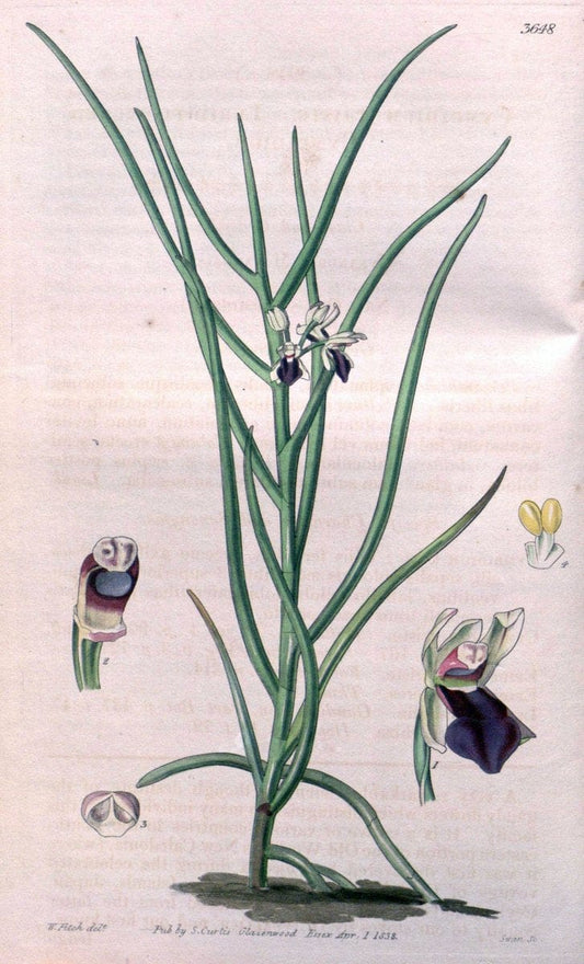 Curtis's botanical magazine..London ;New York [etc.] :Academic Press [etc.]. |  | Vintage Print Reproduction 455128