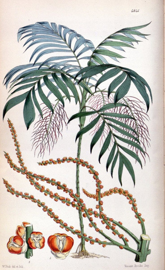 Curtis's botanical magazine. London ;New York [etc.] :Academic Press [etc.]. | Botany Periodicals "Pictorial works"  | Vintage Print Reproduction 455129