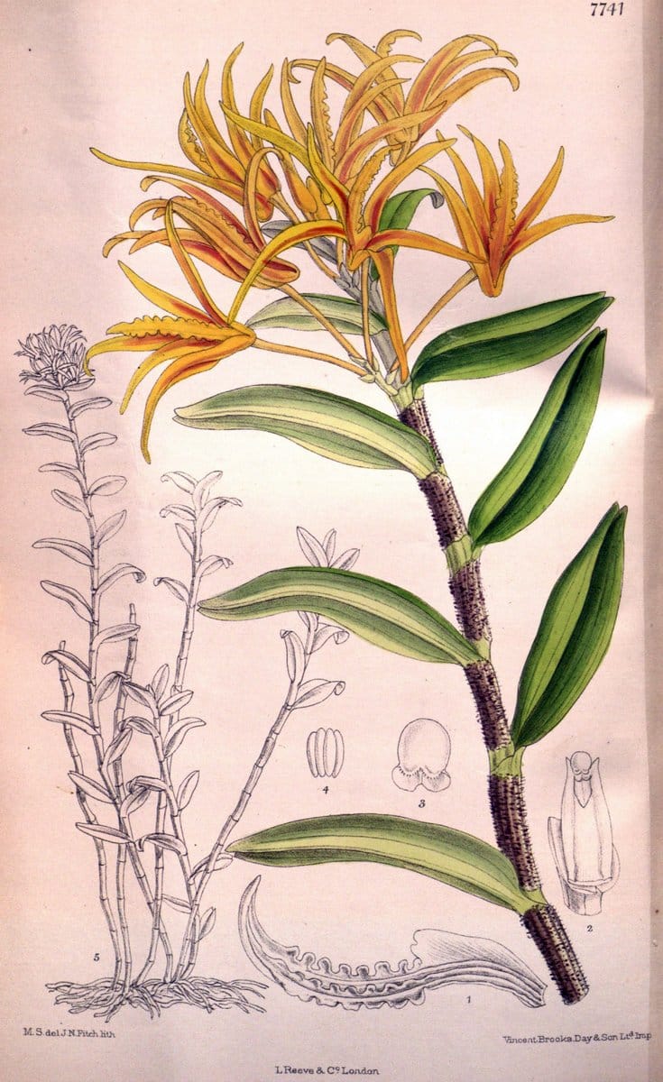 Curtis's botanical magazine. London ;New York [etc.] :Academic Press [etc.]. | Botany Periodicals "Pictorial works"  | Vintage Print Reproduction 455131