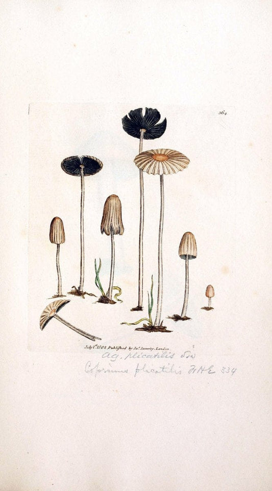 Coloured figures of English fungi or mushrooms. London,Printed by J. Davis,1797-[1809]. | England Mushrooms  | Vintage Print Reproduction 455133