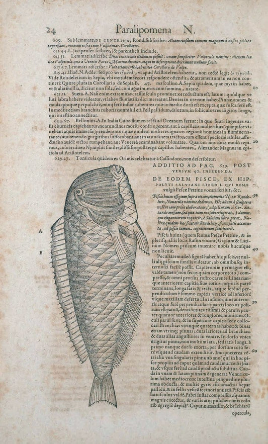 Conradi Gesneri medici Tigurini Historiae animalium liber IV :.Francofurti :In Bibliopol | "Early works to 1800" Fishes Mollusks "Pre-Linnean works" Zoology | Vintage Print Reproduction 455134