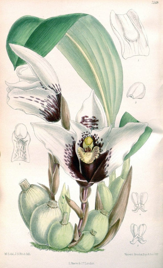 Curtis's botanical magazine. London ; New York [etc.] :Academic Press [etc.]. | "Botanical illustration" Botany Periodicals "Pictorial works" "Plants, Ornamental"  | Vintage Print Reproduction 455135