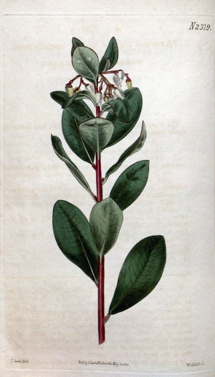 Curtis's botanical magazine. London ; New York [etc.] :Academic Press [etc.]. | "Botanical illustration" Botany Periodicals "Pictorial works" "Plants, Ornamental"  | Vintage Print Reproduction 455136