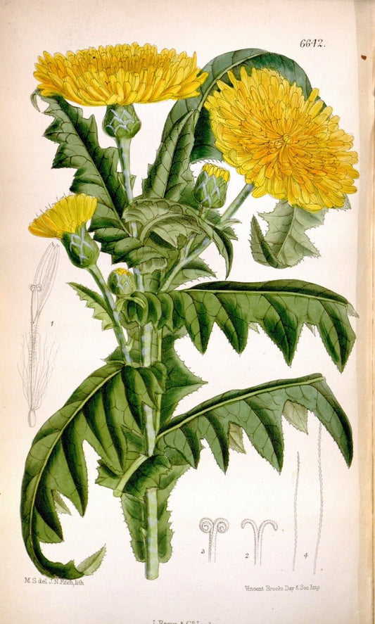 Curtis's botanical magazine. London ; New York [etc.] :Academic Press [etc.]. | "Botanical illustration" Botany Periodicals "Pictorial works" "Plants, Ornamental"  | Vintage Print Reproduction 455137