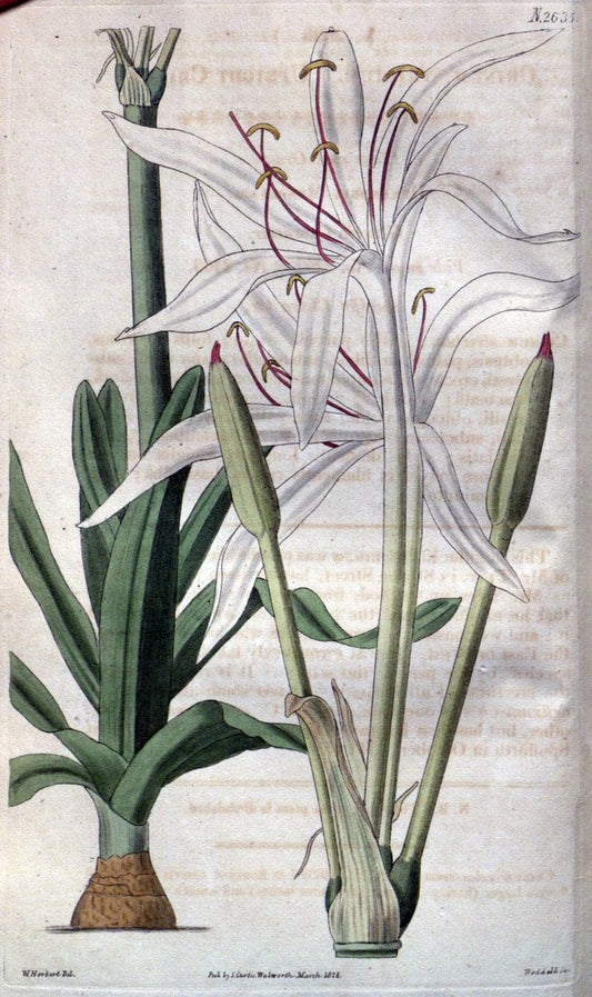 Curtis's botanical magazine. London ; New York [etc.] :Academic Press [etc.]. | "Botanical illustration" Botany Periodicals "Pictorial works" "Plants, Ornamental"  | Vintage Print Reproduction 455138