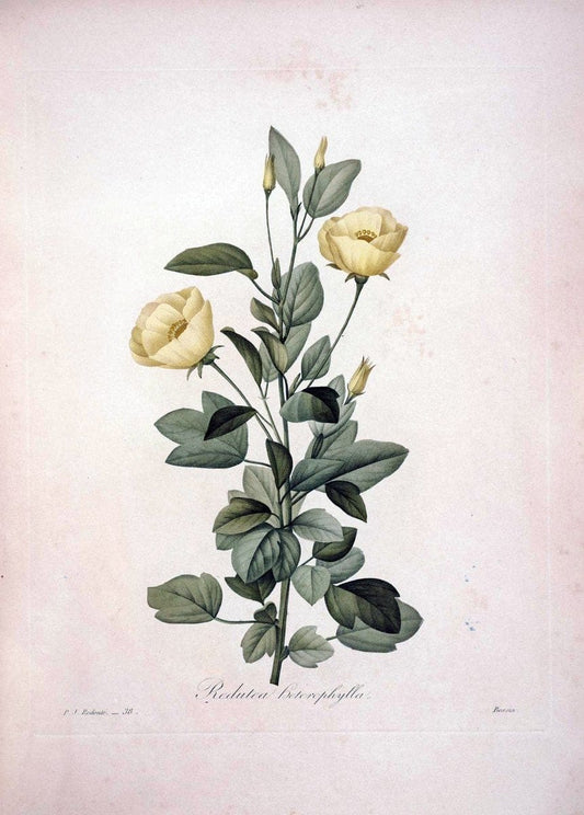 Choix des plus belles fleurs :.Paris :Ernest Panckoucke,[1833].  | 1833 Botany France Icones "Pictorial works"  | Vintage Print Reproduction 455139