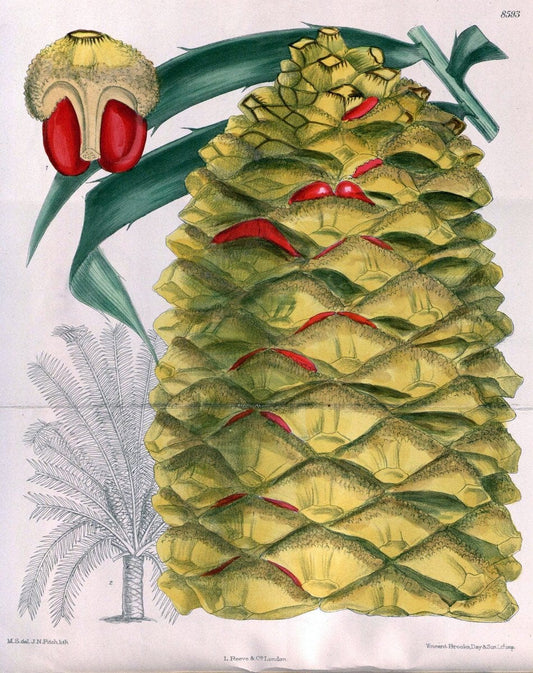 Curtis's botanical magazine. London ; New York [etc.] :Academic Press [etc.]. | "Botanical illustration" Botany Periodicals "Pictorial works" "Plants, Ornamental"  | Vintage Print Reproduction 455140