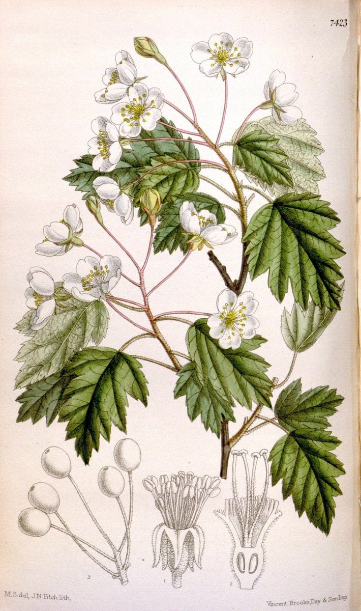 Curtis's botanical magazine. London ; New York [etc.] :Academic Press [etc.]. | "Botanical illustration" Botany Periodicals "Pictorial works" "Plants, Ornamental"  | Vintage Print Reproduction 455144