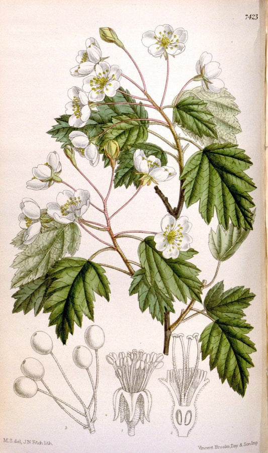 Curtis's botanical magazine. London ; New York [etc.] :Academic Press [etc.]. | "Botanical illustration" Botany Periodicals "Pictorial works" "Plants, Ornamental"  | Vintage Print Reproduction 455144