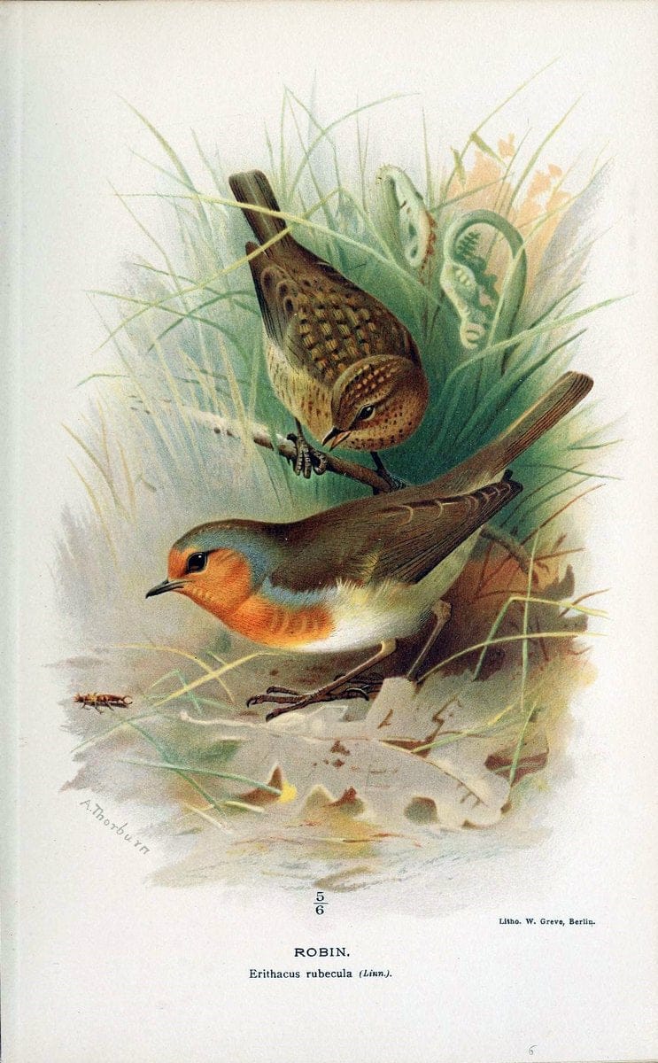 Coloured figures of the birds of the British Islands / issued by Lord Lilford. London :R | 59.82(42) Birds "Great Britain" "Pictorial works"  | Vintage Print Reproduction 455145