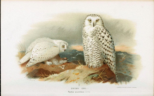 Coloured figures of the birds of the British Islands. v.1London :R. H. Porter,1885-1897. | Vintage Print Reproduction 455147