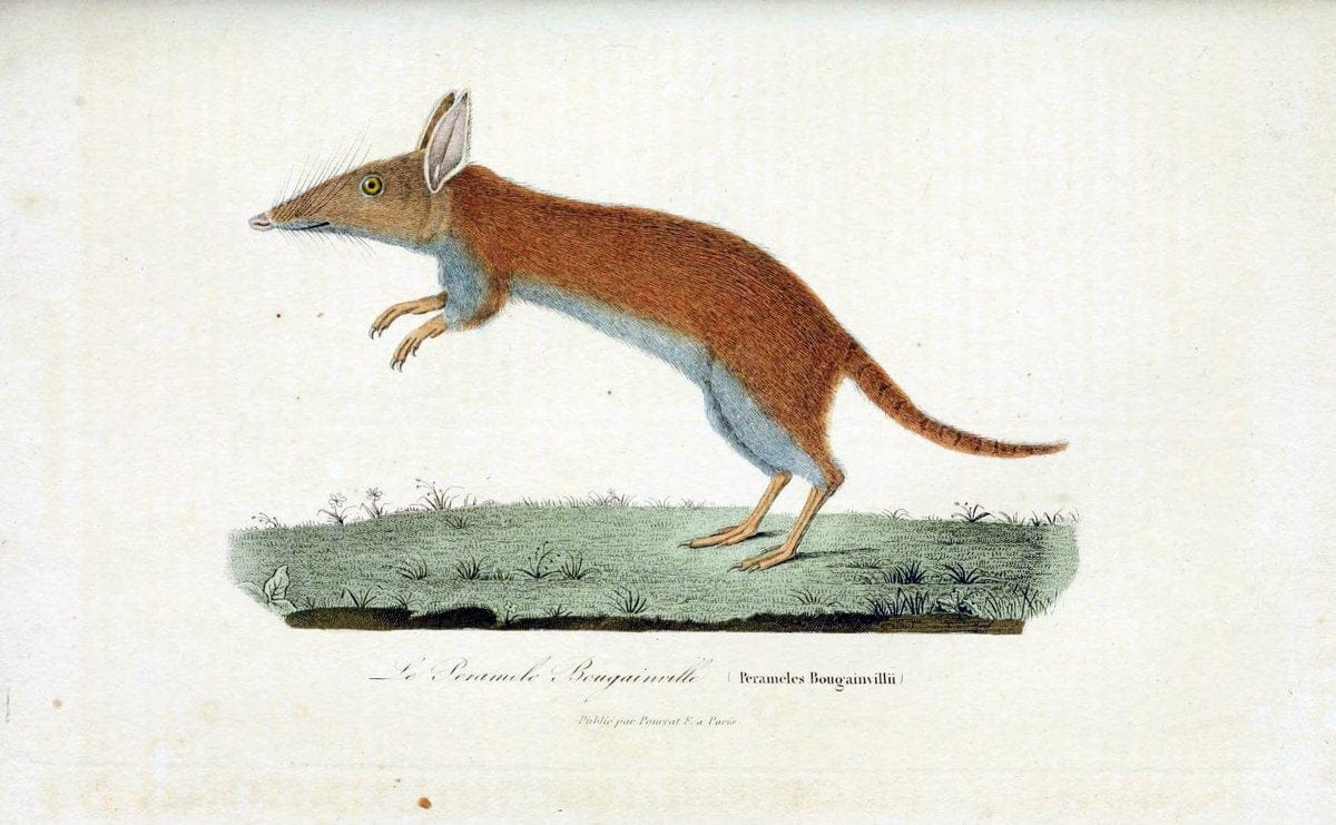 ComplÃ©ments de Buffon. t.1.Paris :P. Pourrat FrÃ¨res,1838. | Anthropology Birds Mammals SIL | Vintage Print Reproduction 455149