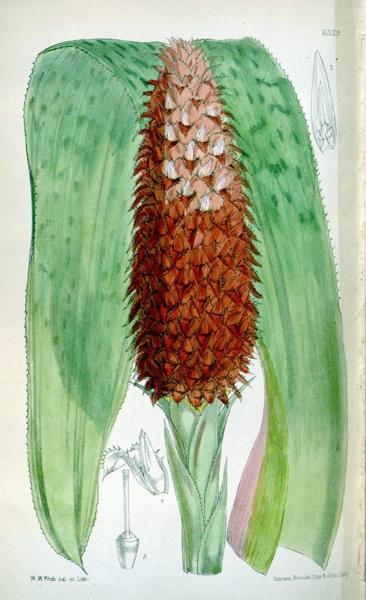 Curtis's botanical magazine. London ; New York [etc.] :Academic Press [etc.]. | "Botanical illustration" Botany Periodicals "Pictorial works" "Plants, Ornamental"  | Vintage Print Reproduction 455152
