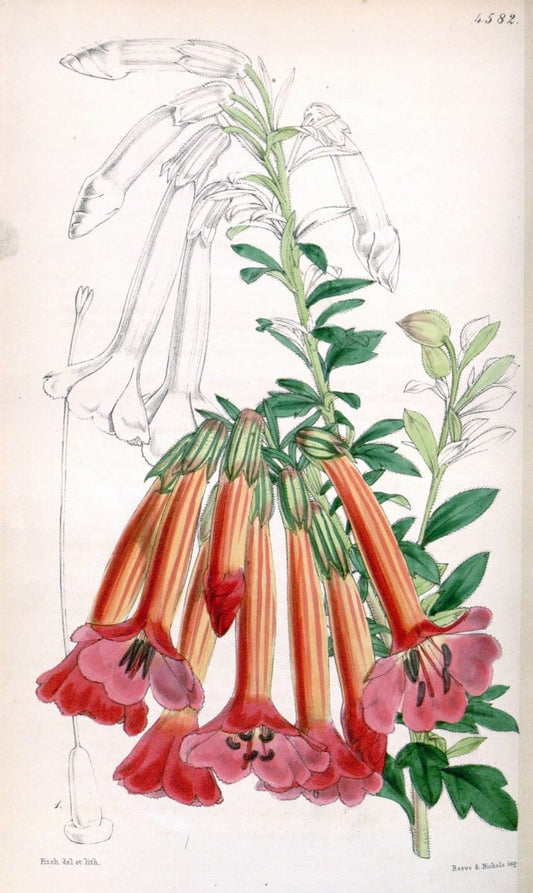 Curtis's botanical magazine. London ; New York [etc.] :Academic Press [etc.]. | "Botanical illustration" Botany Periodicals "Pictorial works" "Plants, Ornamental"  | Vintage Print Reproduction 455153